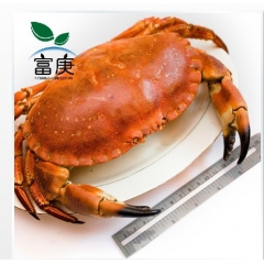供应面包蟹 英国黄金蟹 珍宝蟹 进口海鲜