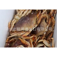 低价供应进口美国活珍宝蟹