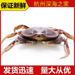 热销供应 天然高档珍宝蟹 新鲜肉质鲜美珍宝蟹水产海鲜