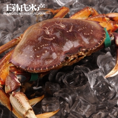 进口海鲜水产鲜活珍宝蟹 野生水产珍宝蟹 肉质丰满