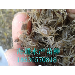 正宗阳澄湖大闸蟹 蟹苗 豆蟹  五期幼苗