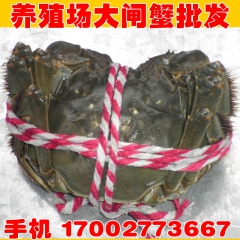 洪湖水清大闸蟹螃蟹河蟹 水产鲜活公蟹2两八只全公蟹礼盒装