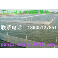 供应出售 长江系河蟹 苗