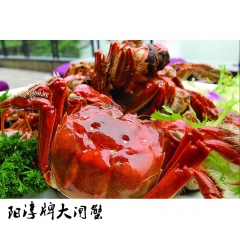 阳淳牌大闸蟹 固城湖螃蟹河蟹 媲美苏州大闸蟹 正宗甜美 母1...