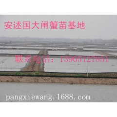供应长江系河蟹 苗