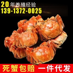 新鲜江苏太湖蟹 大闸蟹批发 现捕现发母蟹2.0-2.4两 死...