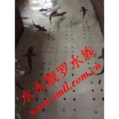 直供超低价供应海水观赏型活体鲨鱼 养殖黑鳍鲨 大型鲨鱼