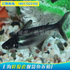 特价热销热带观赏鱼 蓝鲨鱼 宠物鱼 淡水斧头鲨鱼 虎头鲨活体...