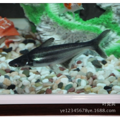 小蓝鲨鱼 斧���鲨虎头鲨观赏鱼热带观赏鱼黑鳍鲨虎头鲨上海热...