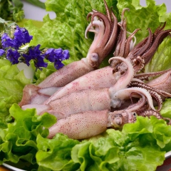 活煮管鱿 鲜冻小鱿鱼