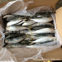 新上市灯光捕捞沙丁鱼 钓饵用 市场用鳁鱼 质量高