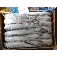 鲅鱼 马鲛鱼 新鲜到货 肉质鲜嫩 口感好 船冻鲅鱼