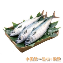 新鲜鲜活马鲛鱼 冰冻鲅鱼 马鲛鱼产地直销活海鲜产品批发