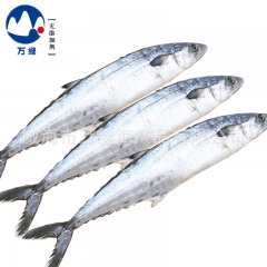 山东威海海鲜批发 冷冻鲅鱼 马鲛鱼 新鲜野生速冻鱼