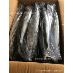 鲅鱼 马鲛、燕鱼、板鲅、竹鲛、尖头马加、青箭连云港海鲜