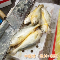 供应海产鲜活海鱼 冰冻小黄鱼 新鲜黄鱼9.8元/斤 宁波桐照