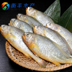 东海野生冰鲜小黄鱼 优质小黄花鱼 规格齐全 冰鲜/鲜活皆有