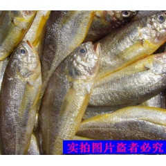 供应野生新鲜黄花鱼小黄鱼