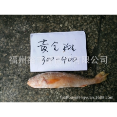 缅甸黄姑鱼/墨西哥黄鱼/缅甸米黄鱼/进口海鱼/冰鲜黄鱼