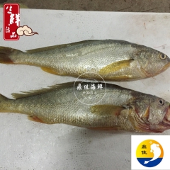 鼎佳活海鲜舟山海鲜新鲜鲜活东海野生大黄鱼 自捕自销 海鲜批发