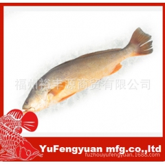船冻大黄鱼/大黄花鱼/深海黄鱼/黄鱼鲞/脱脂大黄鱼/腌制大黄...