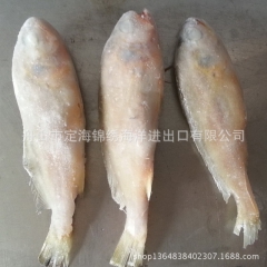 优质野生（黄花鱼）小黄鱼 20%冰衣 舟山特产 冷冻海产直销...