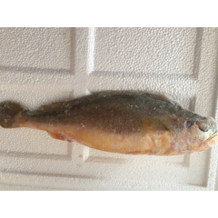 大黄鱼 黄花鱼1斤以上