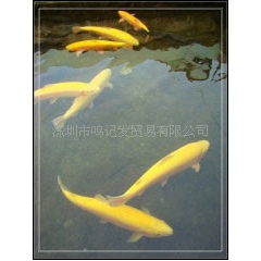 中华老字号 东阿阿胶桃花姬阿胶糕300g