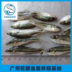 中华老字号 东阿阿胶桃花姬阿胶糕300g