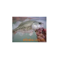 中华老字号 东阿阿胶桃花姬阿胶糕300g