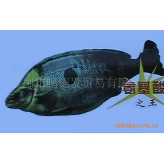 中华老字号 东阿阿胶桃花姬阿胶糕300g