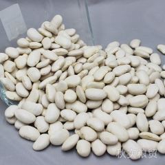 【供应】优质大白芸豆 健脾和胃益肾补元 粗粮大白芸豆批发