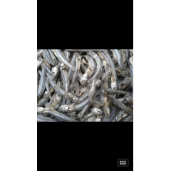 有头公干鱼   金线鱼   场地越南