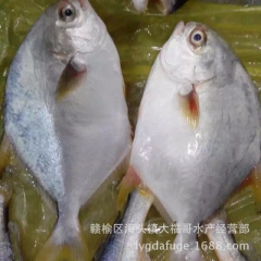 中华老字号 东阿阿胶桃花姬阿胶糕300g