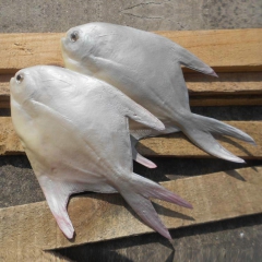 仿真PU手感鲳鱼 仓鱼批发假鱼假肉 假海鲜蔬菜 仿真食材绿色...