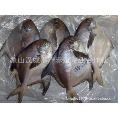 厂家直销大量生产批发优质海鲜 冷冻东海鲳鱼