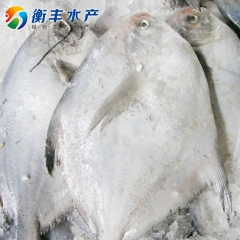 供应东海鲳鱼 白鲳鱼 银鲳鱼 冷冻水产品海产品批发 衡丰水产