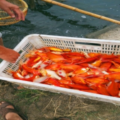 中华老字号 东阿阿胶桃花姬阿胶糕300g