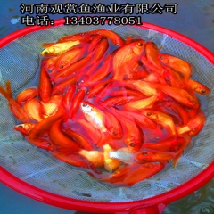 中华老字号 东阿阿胶桃花姬阿胶糕300g