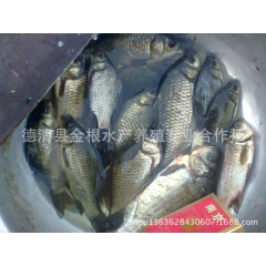 中华老字号 东阿阿胶桃花姬阿胶糕300g