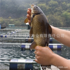 中华老字号 东阿阿胶桃花姬阿胶糕300g