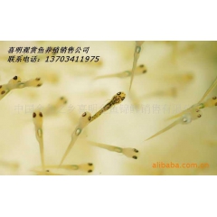 中华老字号 东阿阿胶桃花姬阿胶糕300g
