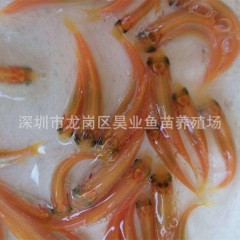 中华老字号 东阿阿胶桃花姬阿胶糕300g