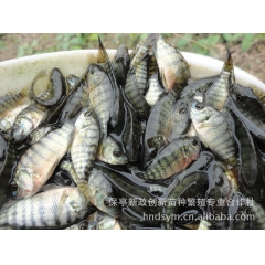 中华老字号 东阿阿胶桃花姬阿胶糕300g