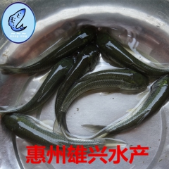中华老字号 东阿阿胶桃花姬阿胶糕300g