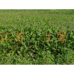 中华老字号 东阿阿胶桃花姬阿胶糕300g