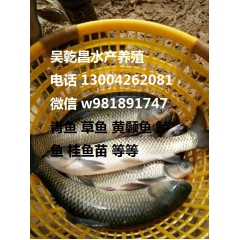 中华老字号 东阿阿胶桃花姬阿胶糕300g