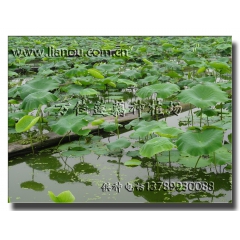 中华老字号 东阿阿胶桃花姬阿胶糕300g