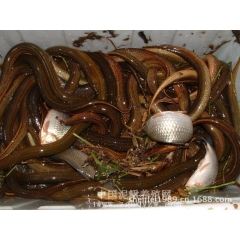 中华老字号 东阿阿胶桃花姬阿胶糕300g