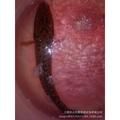 中华老字号 东阿阿胶桃花姬阿胶糕300g
